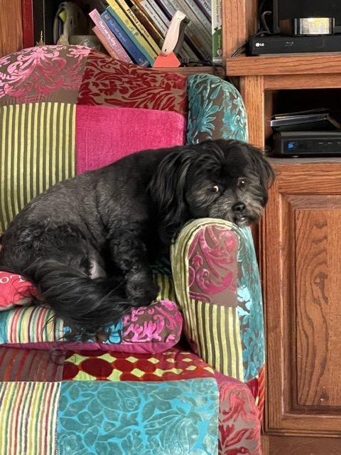 Mr. Poe, a small black dog, curled up asleep on a patchwork armchair.